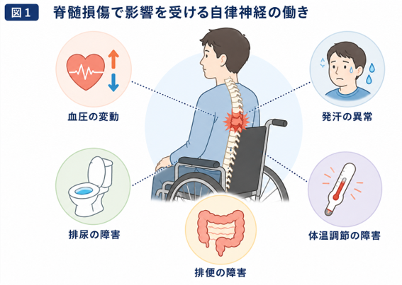 脊髄損傷で影響を受ける自律神経の働き（血圧の変動・発汗の異常・排尿の障害・排便の障害・体温調節の障害）