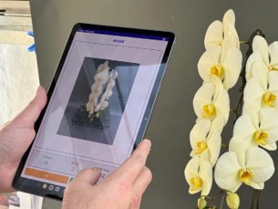 撮影した写真から胡蝶蘭の花と蕾の数をAIが検出している様子