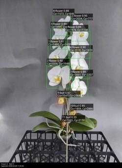 胡蝶蘭の選定を支援するAIシステムの検出画面。緑のボックスは花、赤のボックスは蕾を示す